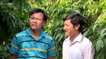 Bắc Giang nỗ lực xúc tiến tiêu thụ Vải thiều trước tác động dịch Covid- 19