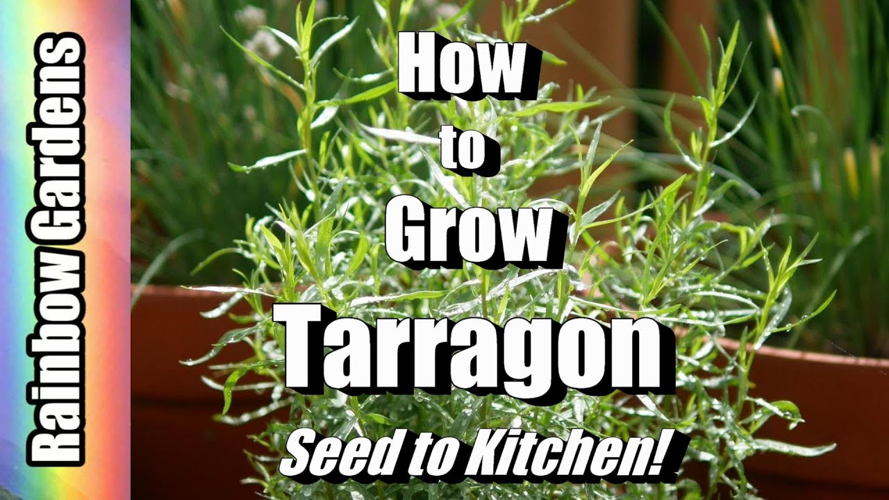 How To Grow Tarragon, Seed To Kitchen! Cuttings, Care, Dishes, And More!