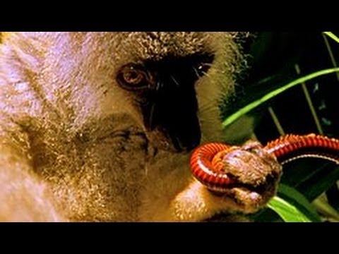 Animals on drugs! - YouTube