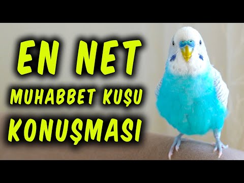 KESİN KONUŞTURACAK YÖNTEM | EN NET MUHABBET KUŞU KONUŞMASI | DİNLETİN KONUŞSUN