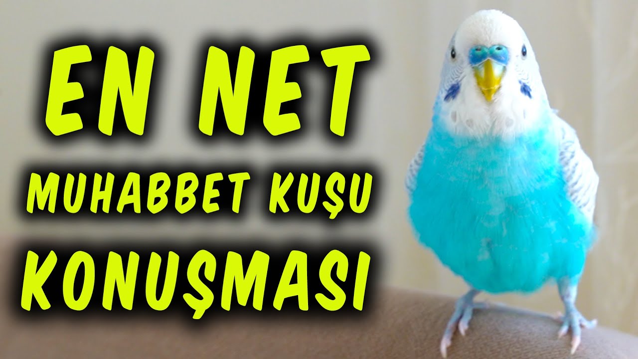 HERKESİN KUŞU BU KUŞ SAYESİNDE KONUŞUYOR  | SEN DE DİNLET KONUŞSUN | KONUŞAN MUHABBET KUŞU EĞİTİMİ