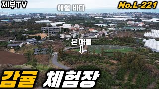 애월 바다가 시원하게 보여요 L-221 감귤 향기 가득한 과수원 입니다 제주도 부동산 매물,Jeju House for sale,Korea,제주도부동산TV