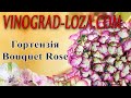 Великолиста гортензія Bouquet Rose