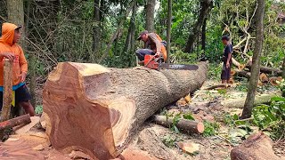 Excellent  !! The special trembesi tree is cut with a special saw