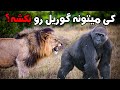 5 حیوانی که گوریل را شکست میدهند 5 حیوانی که گوریل را شکست میدهند