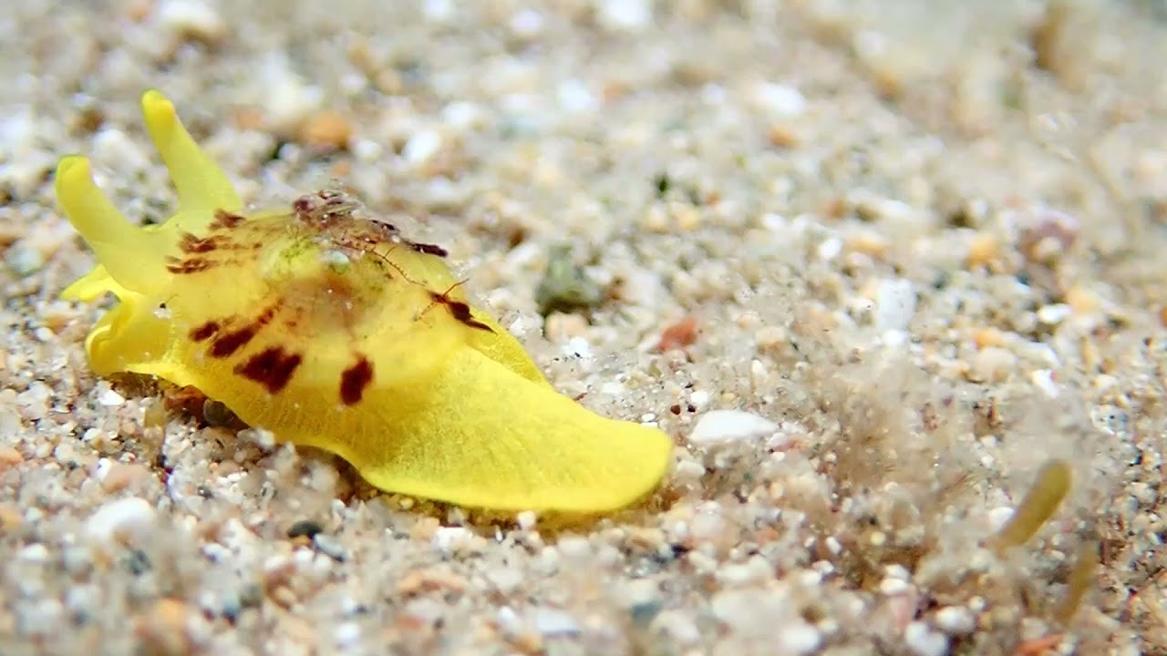 Yellow umbrella slug, Tylodina perversa (Gmelin, 1791)  October 2021 at Akrotiri.