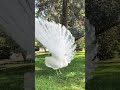 Paon Blanc Qui Fait La Roue Paon Blanc Qui Fait La Roue