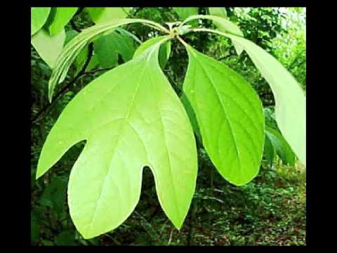 Sassafras Herb Health Benefits