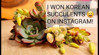 74 I WON KOREAN SUCCULENTS ON INSTAGRAM UNBOXING VARIEGATED COTYLEDON ORBICULATA
