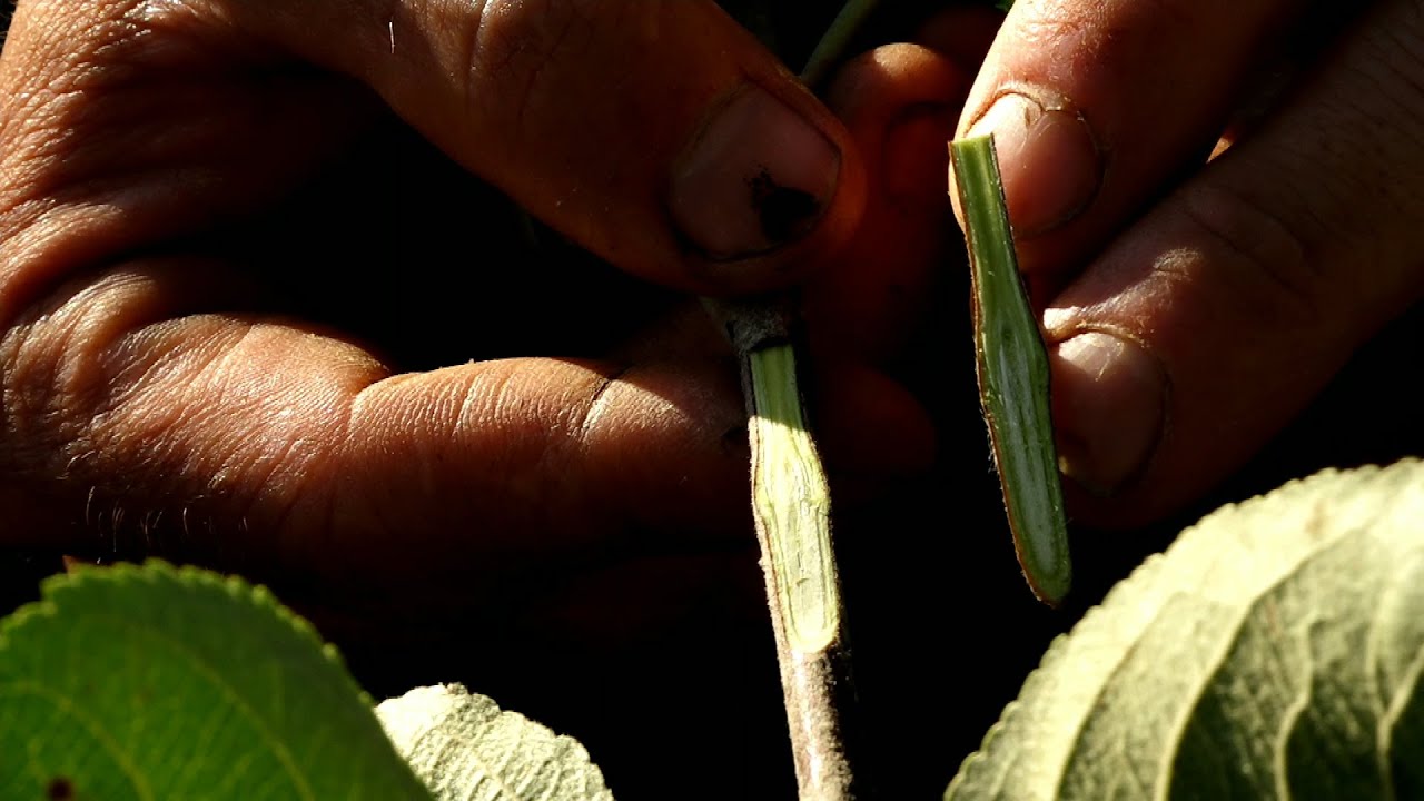 Szemzés lépésről lépésre - KisKertÉsz - 2022. 08. 24.