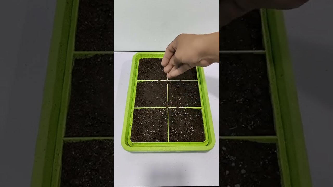 CARA SEMAI MICROGREEN (TRIO GARDENING) 