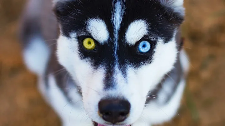 10 Siberian Husky Facts You NEED To Know - DayDayNews