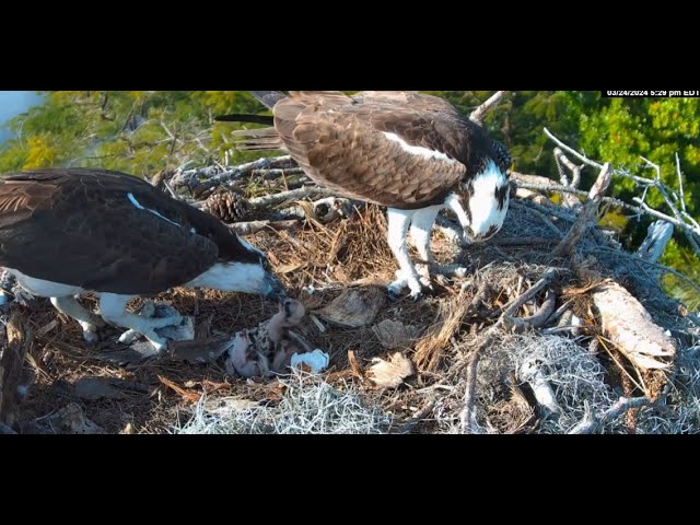 2025 Moorings Park Osprey Live Stream Naples, FL