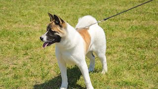 Training Your Akita: Tips for FirstTime Owners