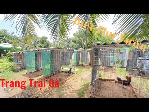Video Về Miền Tây Thăm Trang Trại Gà Siêu Khủng Ở Biệt Thự... - youtube