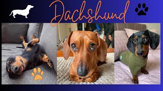 Adorables Funny Cute Dachshund Video Compilation Try To Not Laugh Weiner mini Puppies Bassotto