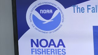 NOAA Fisheries leads recovery efforts for threatened Oceanic Whitetip Shark