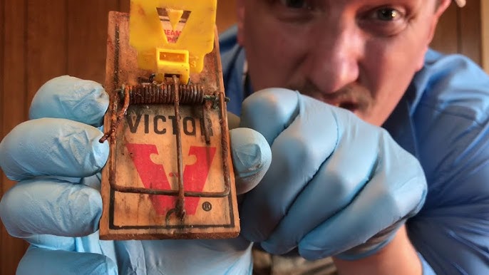 The Absolute Best Way to Bait a Mousetrap - HubPages