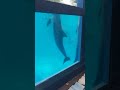 lihat lumba lumba menari nari #dolphin #lumbalumba #zoo #animals #hewan #viralshorts