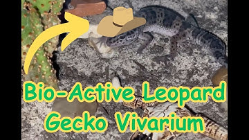 Bio-Active Leopard Gecko Vivarium