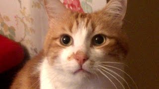 猫に好かれるという人の特徴について♥♥猫との会話を楽しむ動画 Conversation with a cat