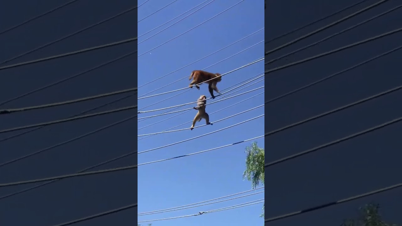 cuando los monos capturan tu electricidad 🙊