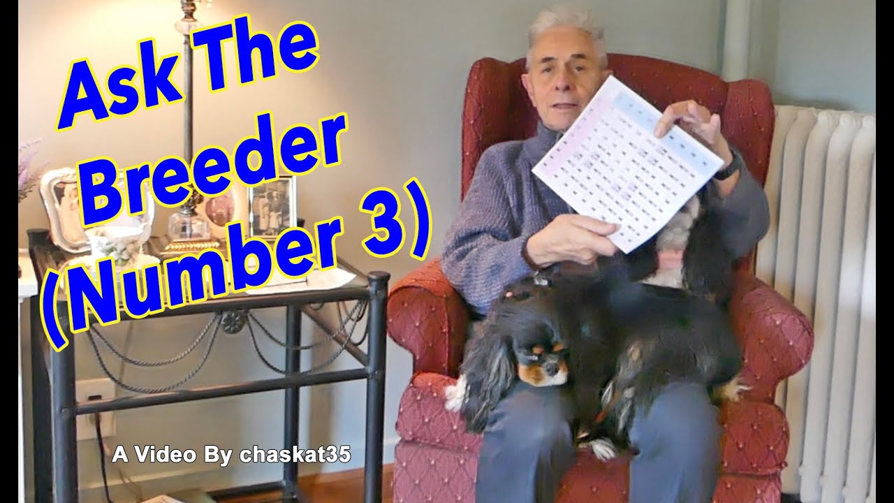 Ask The Breeder Number 3 YouTube