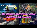 Os peixes marinhos mais bonitos do mundo