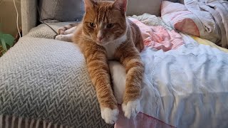 Cat with stretched arms then flop over for belly rubs