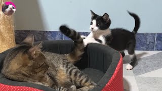 Big Cat's Reaction to Rescued kitten, When Kitten biting her tail