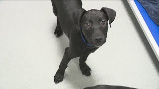 4 puppies who made trip from Puerto Rico to Buffalo get adopted