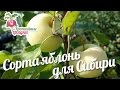 Сорта яблонь для Cибири на примере урожая #urozhainye_gryadki