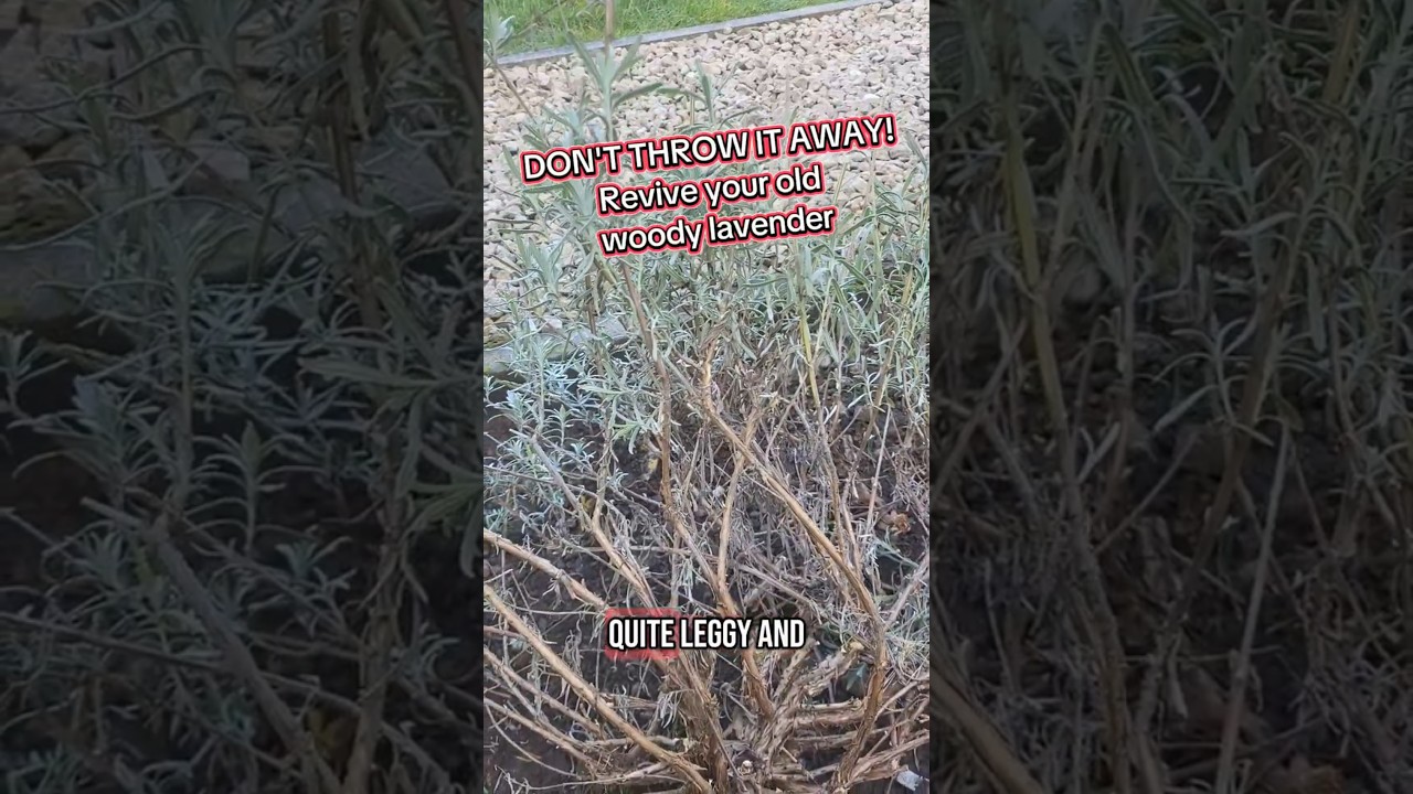 Как оживить старую и деревянную лаванду
