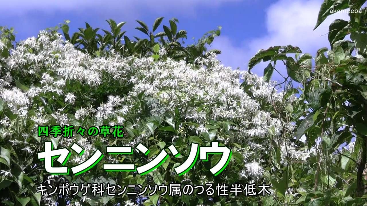 センニンソウ - 四季折々の草花 - ふるさと種子島