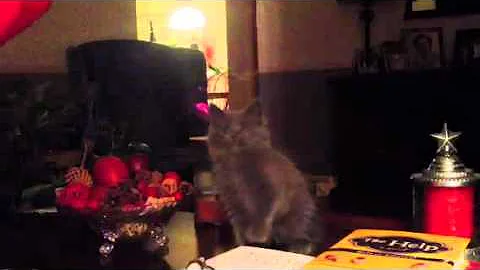 Natasha plays in her new home