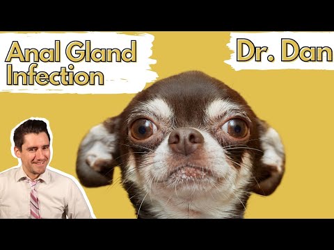 Dog anal gland infection or abscess.  How a vet diagnosis and treats with Dr. Dan