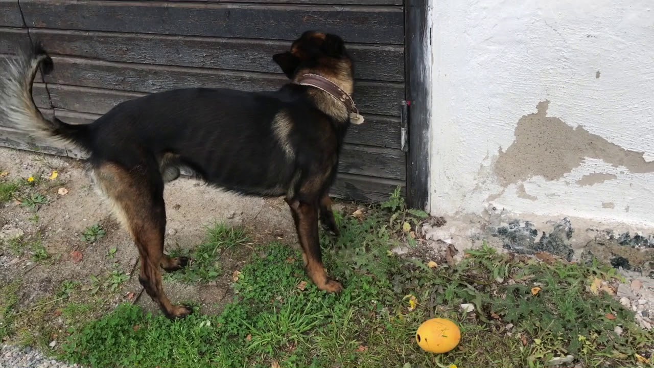 Part 3-Training sit and freeze as indication for scent detection dogs.