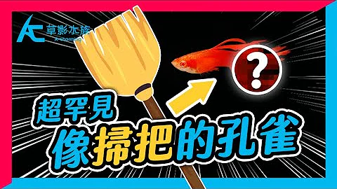 七種罕見孔雀尾，從尾巴看出孔雀魚的養法難易度｜AC草影水族 - 天天要聞