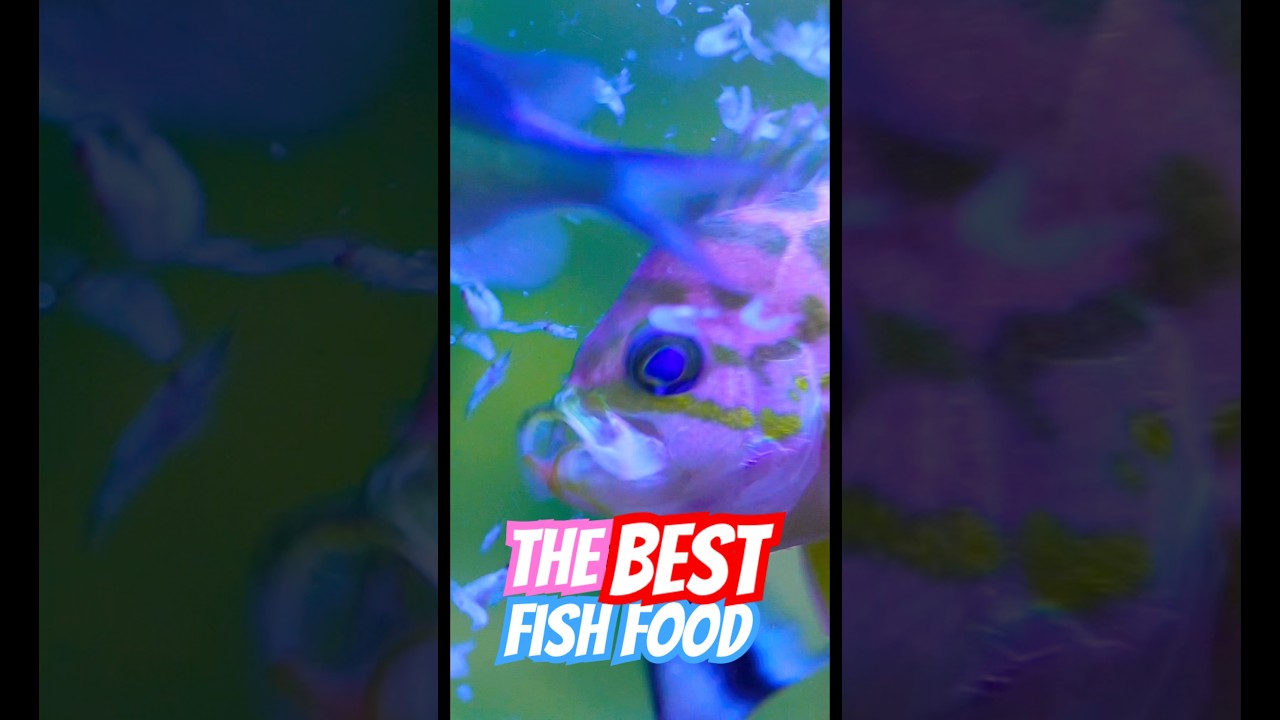 This has to be the best food you can feed your fish! 🔥🪸 #fishtank #reeftank #shwarma #fish #food