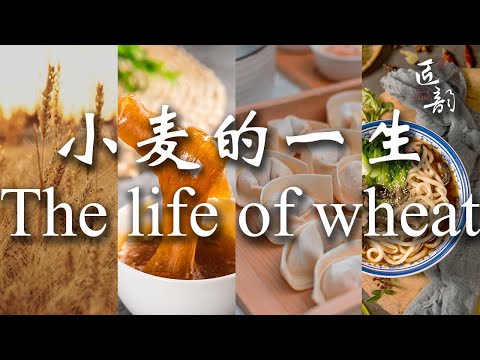 The life of wheat小麦的一生·匠韵