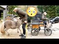 TRYING TO PUT BEAR IN FRONT OF THE CARRIAGE GONE WRONG || FAIL AND EXPLOSION!! 🤯