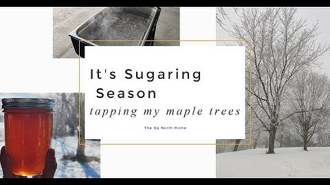 Tapping Maple Trees and Making Homemade Syrup ~ Start to Finish