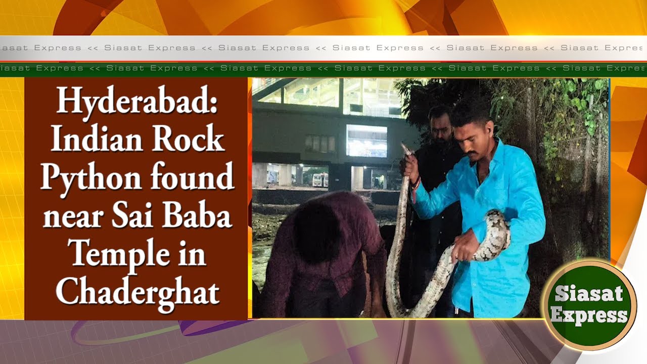 Hyderabad: Indian Rock Python found near Sai Baba Temple in Chaderghat ...