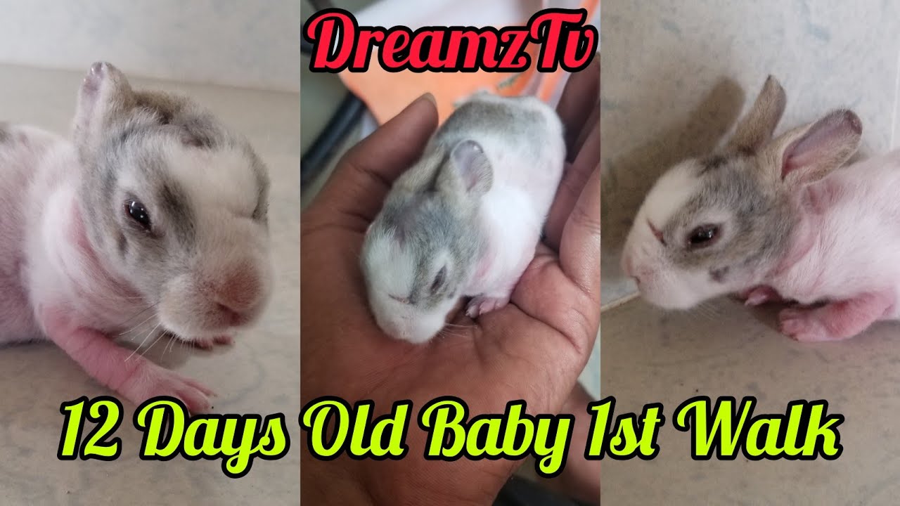 12 Days Baby Rabbit | 1st Walk Around The House 
