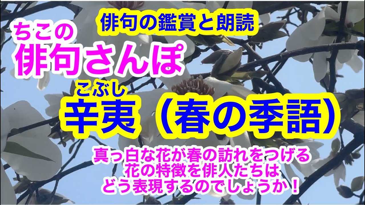 【俳句さんぽ・第113回】辛夷（春）真っ白な花が春の訪れを告げる。花の特徴を俳人たちはどう表現するのでしょうか🤓