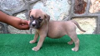 American Bully Hembra