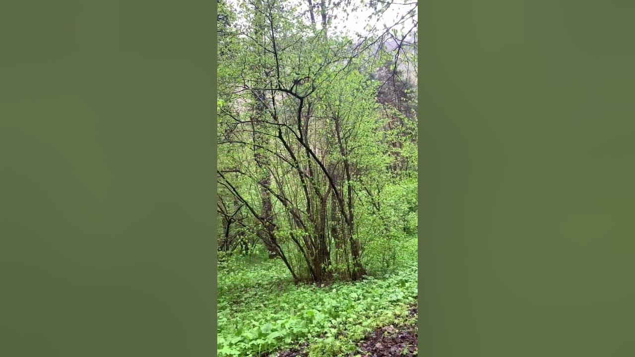 Лысая гора Выдубичи