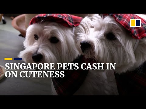 Singapore pet influencers bring in the dollars on social media