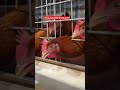 H type Automatic chicken cage system,more details can contact me directly.