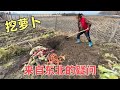 东北土和山东土啥区别？老妈挖出新疆萝卜？提出的疑问请网友回答